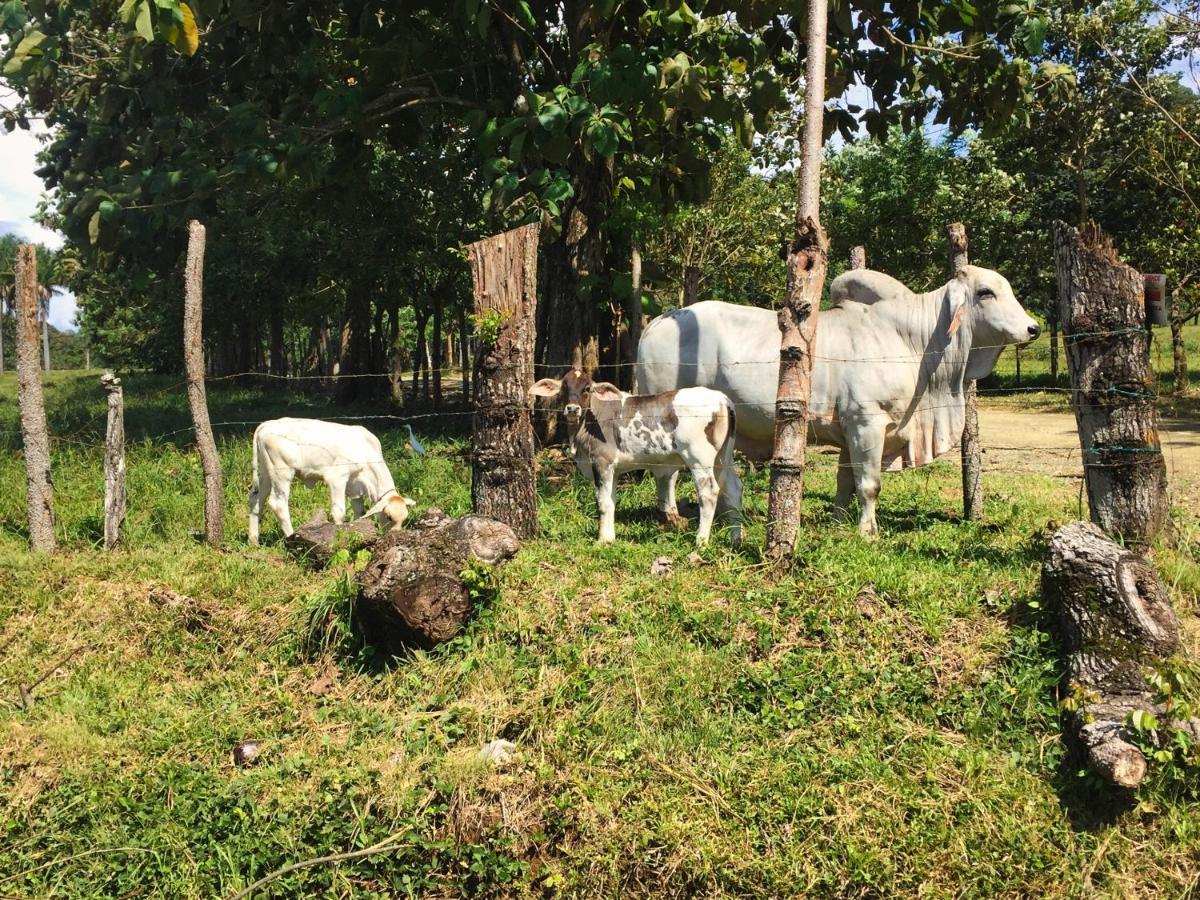 Brahman Bungalows On Pavones Point Buitenkant foto